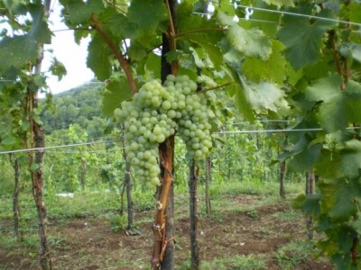 Autohtona sorta jarbola