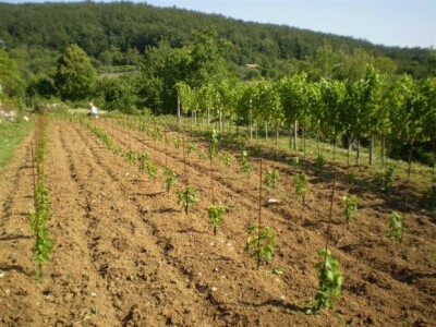 Podižu se mladi nasadi