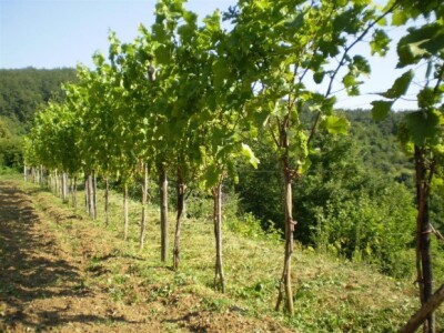 Trenutačno raste šest tisuća čokota