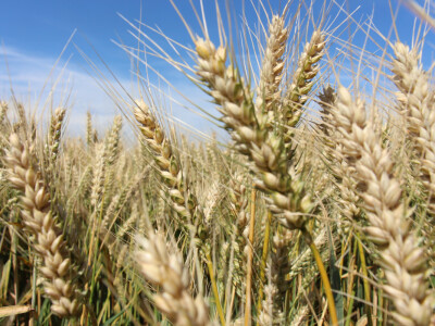 Tvrtka Mauthner na 30. Jesenskom međunarodno bjelovarskom sajmu