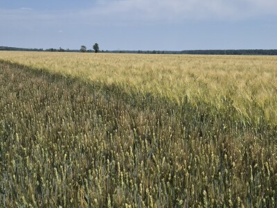 Mauthner durum pšenica