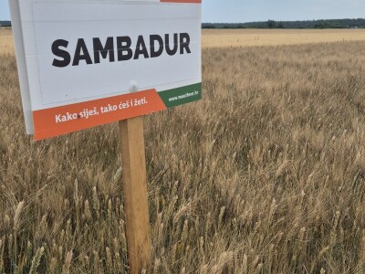 Mauthner durum pšenica