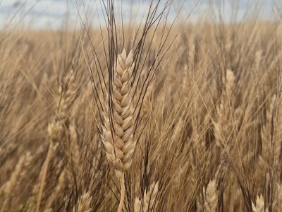 Mauthner durum pšenica