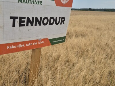 Mauthner durum pšenica