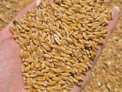 Mauthner durum pšenica