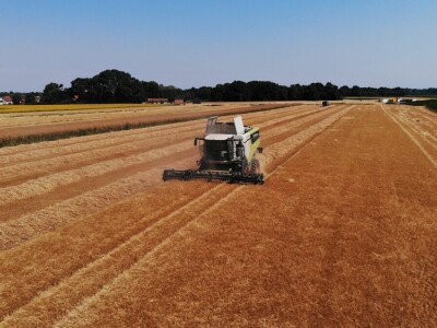 Mauthner durum pšenica