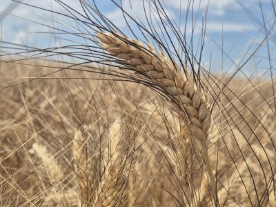 Mauthner durum pšenica
