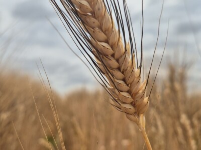 Mauthner durum pšenica