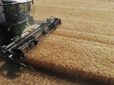 Mauthner durum pšenica