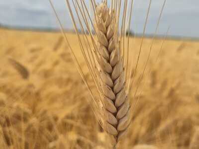 Mauthner durum pšenica