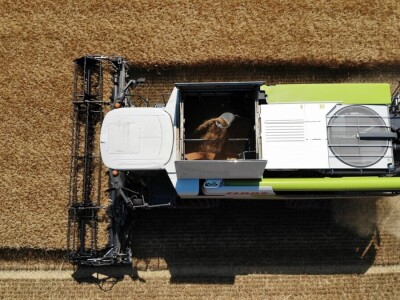 Mauthner durum pšenica