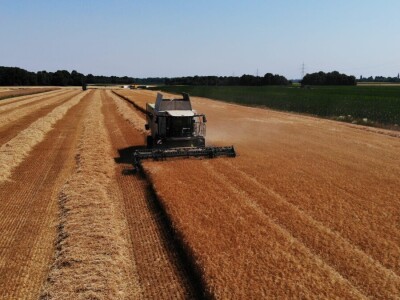 Mauthner durum pšenica