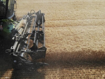 Mauthner durum pšenica