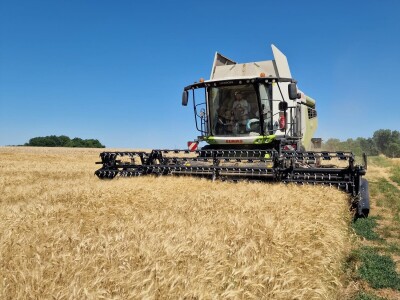 Mauthner durum pšenica
