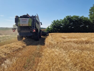 Mauthner durum pšenica