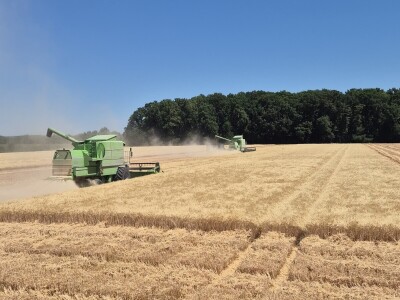 Mauthner durum pšenica