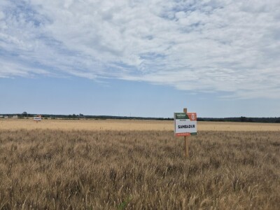 Mauthner durum pšenica