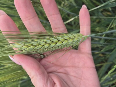 Mauthner durum pšenica