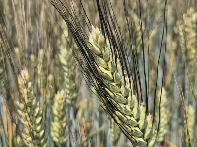 Mauthner durum pšenica