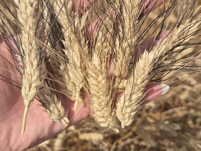 Mauthner durum pšenica