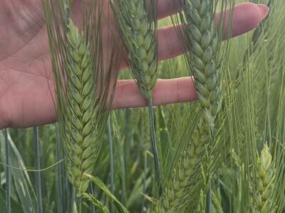 Mauthner durum pšenica