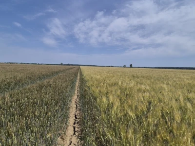 Mauthner durum pšenica