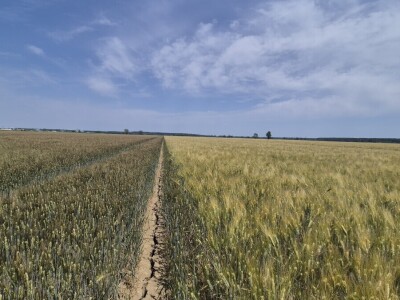 Mauthner durum pšenica