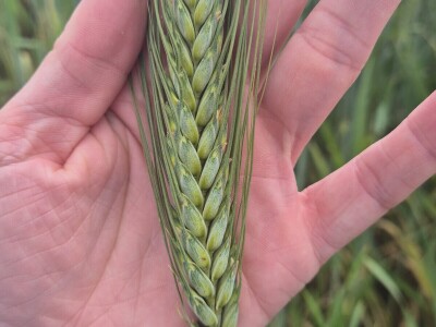 Mauthner durum pšenica