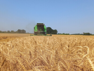 Mauthner, sjemenari, Lemken