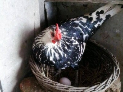 Mazalice od guščjeg perja