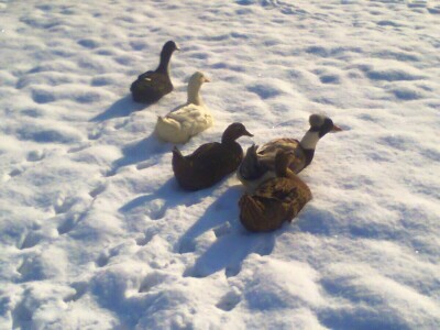 Mazalice od guščjeg perja