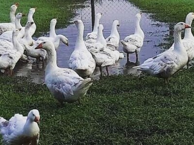 Mazalice od guščjeg perja