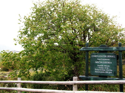 Stablo Mečje lijeske na Borikama