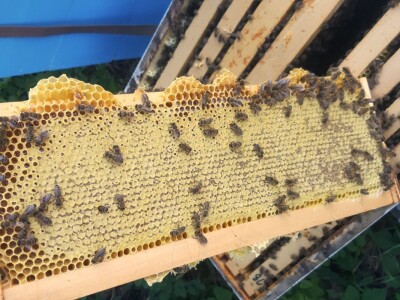 Med i pčelinji proizvodi