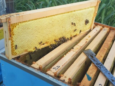 Med i pčelinji proizvodi