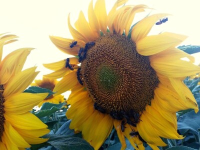 Med i pčelinji proizvodi