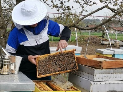 Med od uljane repice dobar za jetru i disajne organe