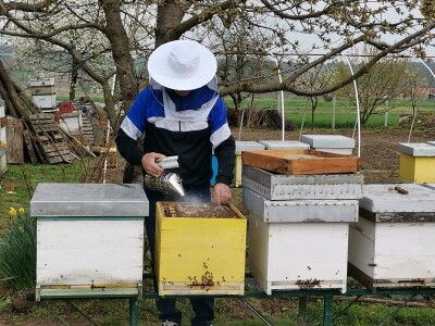 Med od uljane repice dobar za jetru i disajne organe