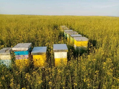 Med od uljane repice dobar za jetru i disajne organe