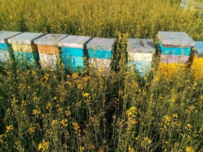 Med od uljane repice dobar za jetru i disajne organe