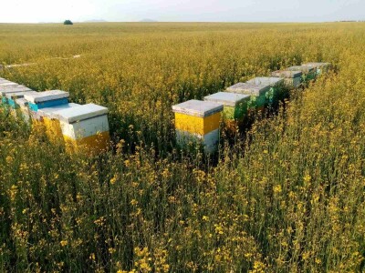 Med od uljane repice dobar za jetru i disajne organe