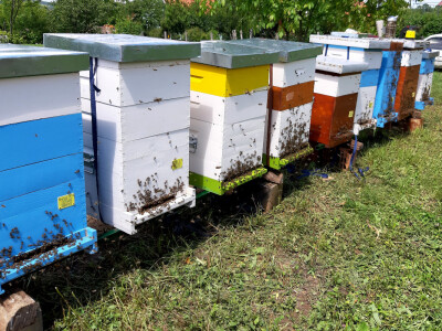 Med i pčelinji proizvodi