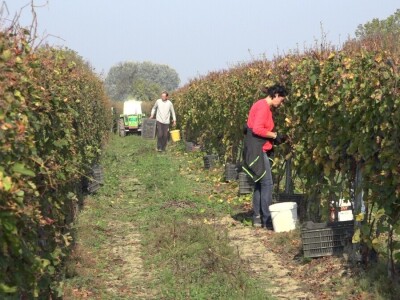 "Medena duž" dušu dala za vinogradarstvo