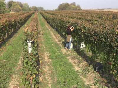 "Medena duž" dušu dala za vinogradarstvo