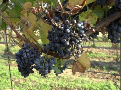 "Medena duž" dušu dala za vinogradarstvo