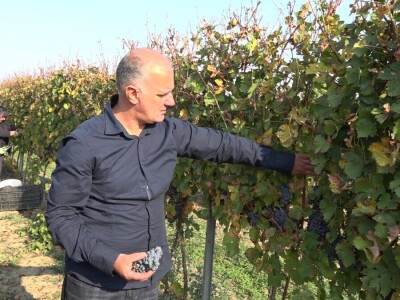 "Medena duž" dušu dala za vinogradarstvo