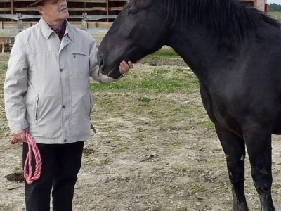 međimurski konj je najugroženija autohtona pasmina u Hrvatskoj