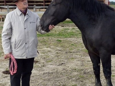 međimurski konj je najugroženija autohtona pasmina u Hrvatskoj