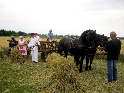 međimurski konj je najugroženija autohtona pasmina u Hrvatskoj