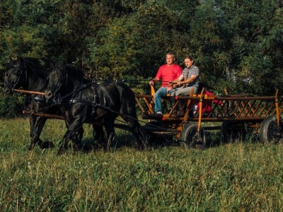 međimurski konj je najugroženija autohtona pasmina u Hrvatskoj